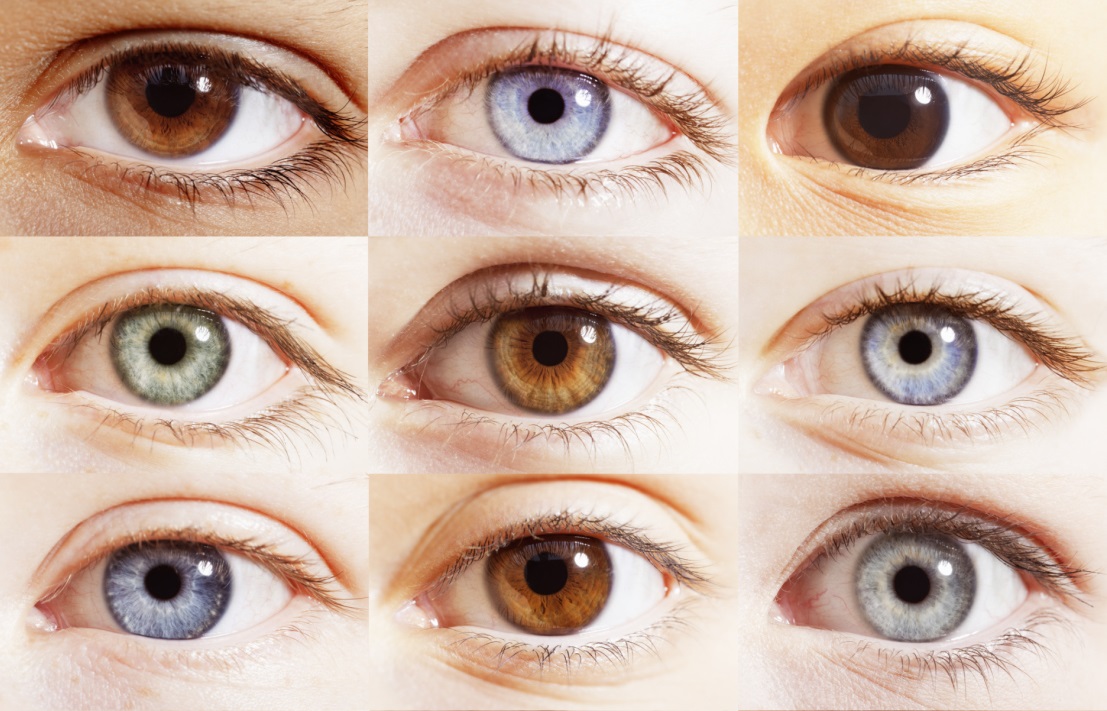 Iriogenética