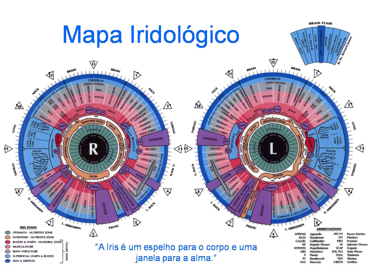 mapa iridologico catia2